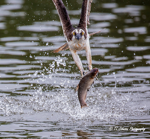 Successful Catch