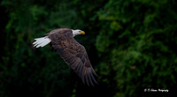 Rising from the River