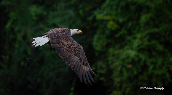 Rising from the River
