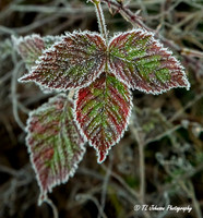 Frozen Leaves