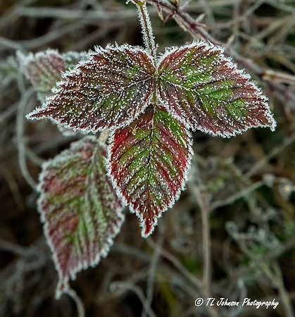 Frozen Leaves