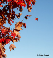 Falling Leaves