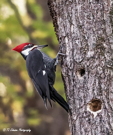 Busy Pileated Woodpecker