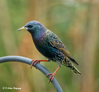 Colorful Starling