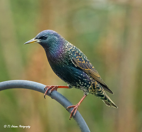Colorful Starling