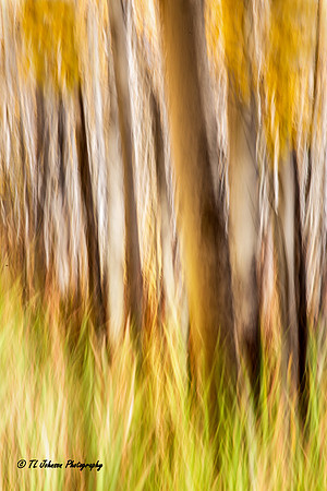 Dreamy Aspen Trees