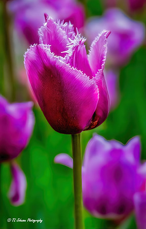Tulips In Bloom