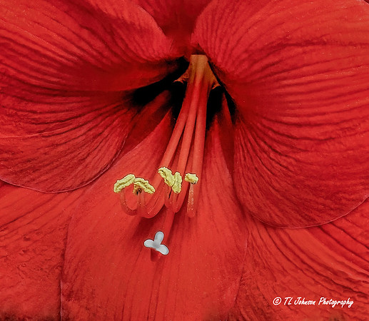 Inside a Hibiscus
