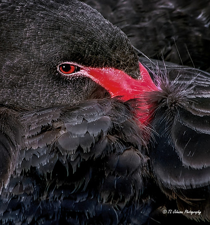Red Eye