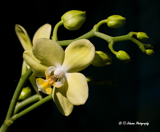 Kathy's Orchid