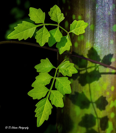Shadows in the Garden