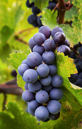 Vineyard Grapes