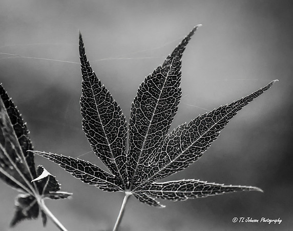 Cobwebs and Veins