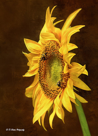 Sunflower Flare