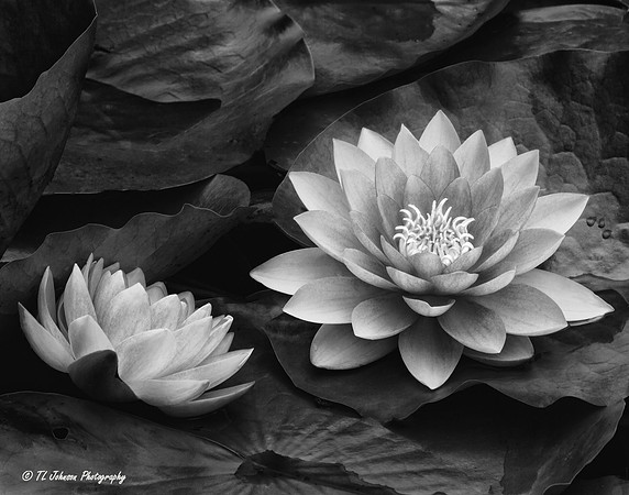 Water Lilies