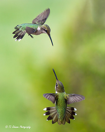 Hummingbird Standoff