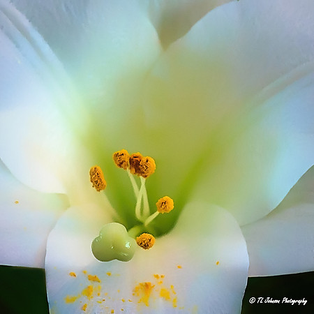 The Easter Lily