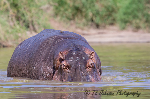 Hippo Too Close!