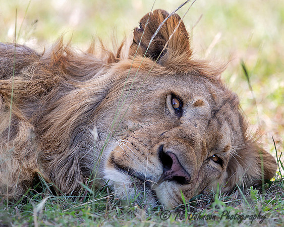 Lion At Eye Level