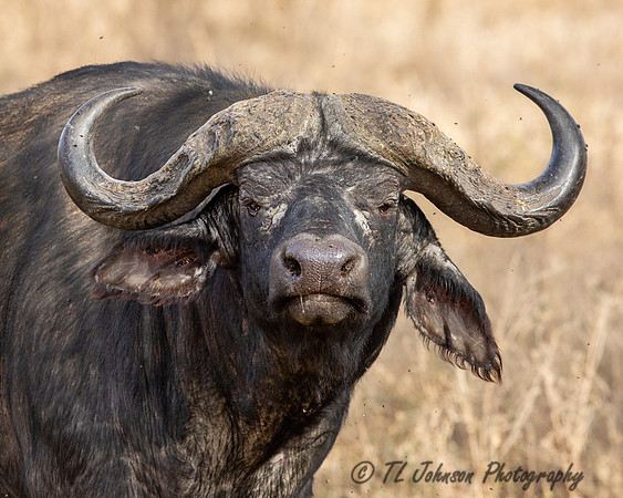 Cape Buffalo
