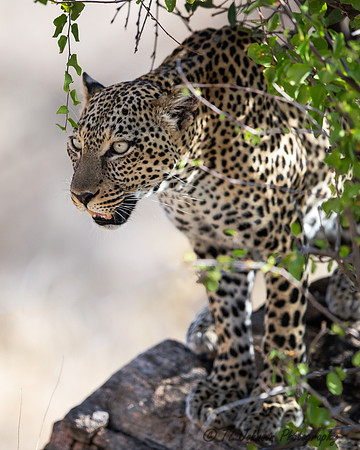 Leopard on a Rock