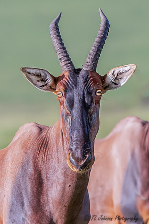 The Goofy Looking Topi