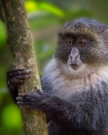 Sykes Monkey at the Tea Farm
