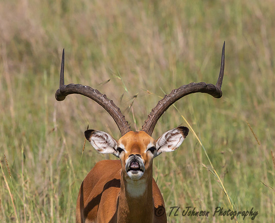 Impala Antelope