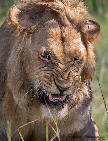 Male Lion Snarling
