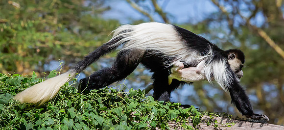 Colobus Monkey with Baby
