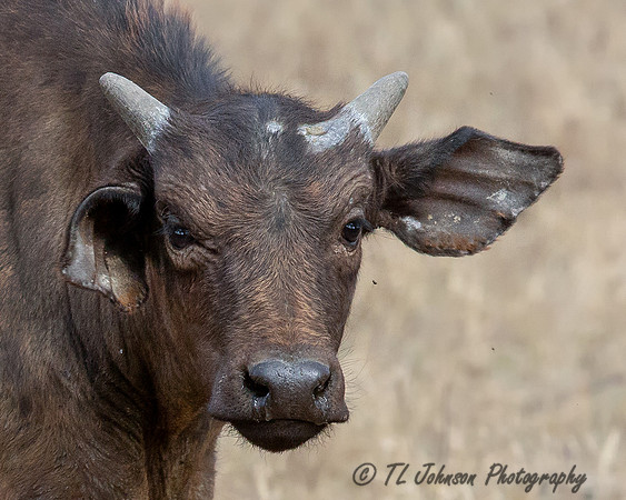 Close-up of a Juvenile Cape Buffalo