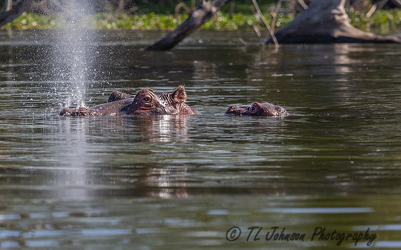 Hippos at Lake Naivasha