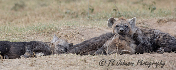 Hyena Family