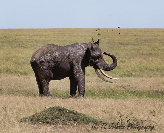 Elephant Throwing Mud