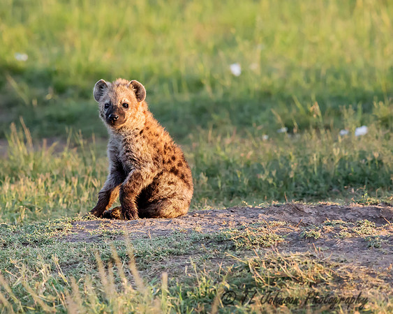 Young Hyena