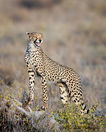 Lost Cheetah Cub
