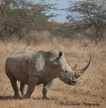 Black Rhino with Great Horn