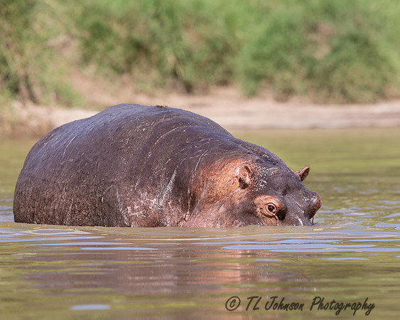 Hippo Not Happy with Us!