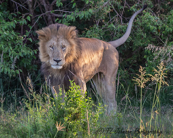 The Roar from the Woods
