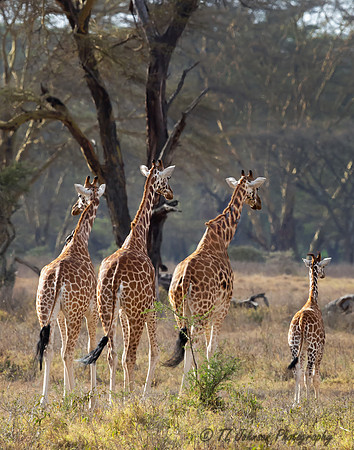 Family of Rothchild Giraffes