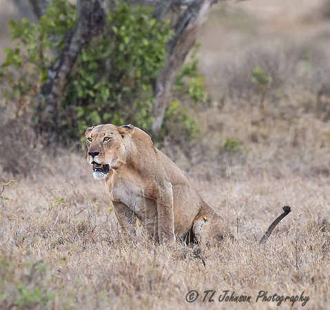 Lion After Eating