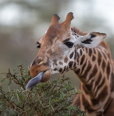 Rothchild Giraffe Eating