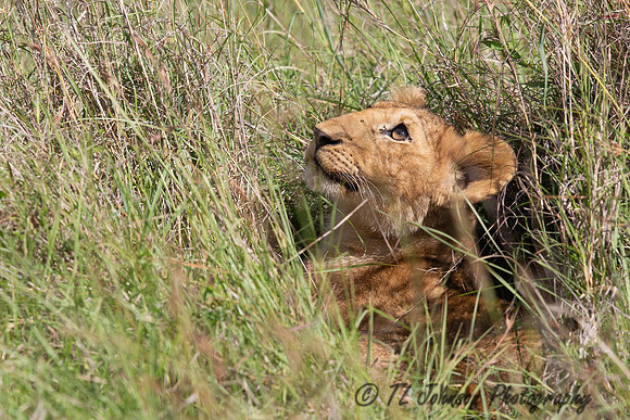 Lion Cub in the Grass